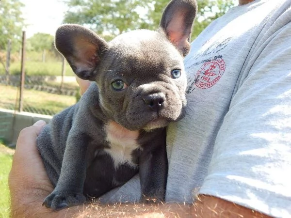 bouledogue francese blue - bulldog