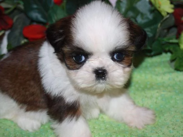 cuccioli di shitzu gratis