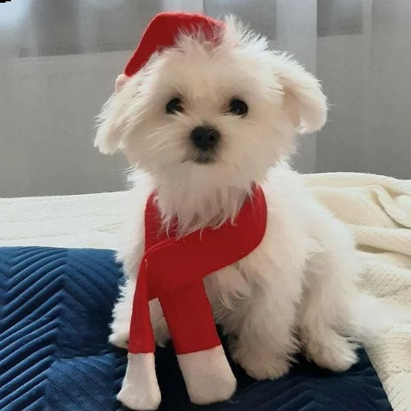 regalo maltese