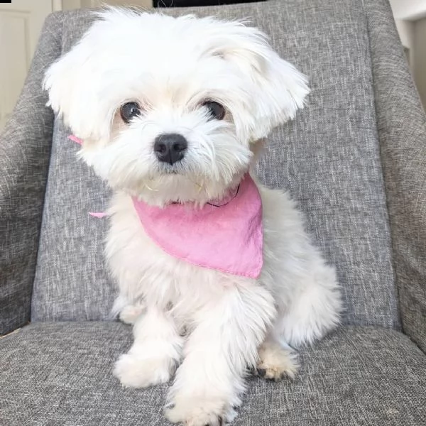 regalo maltese | Foto 0