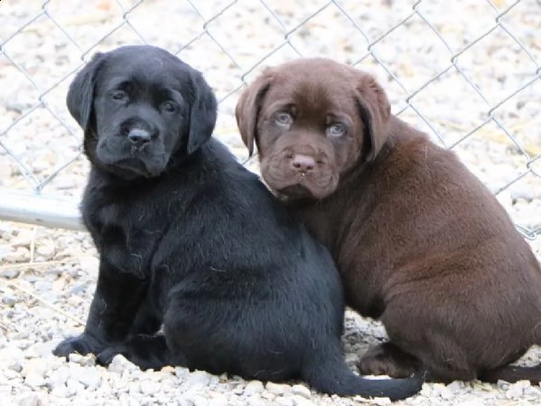 cuccioli labrador retriever chocolate e nero