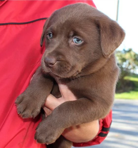 labrador chocolato