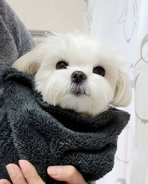 regalo maltese | Foto 0