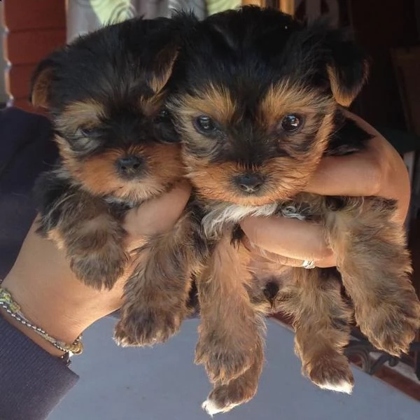 regalo yorkshire cuccioli