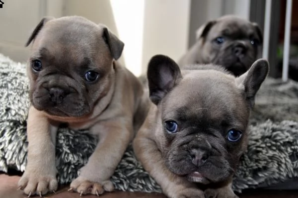 regalo cuccioli di cane a bulldog francese