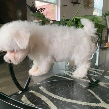 incredibile piccolo cucciolo maltese | Foto 0