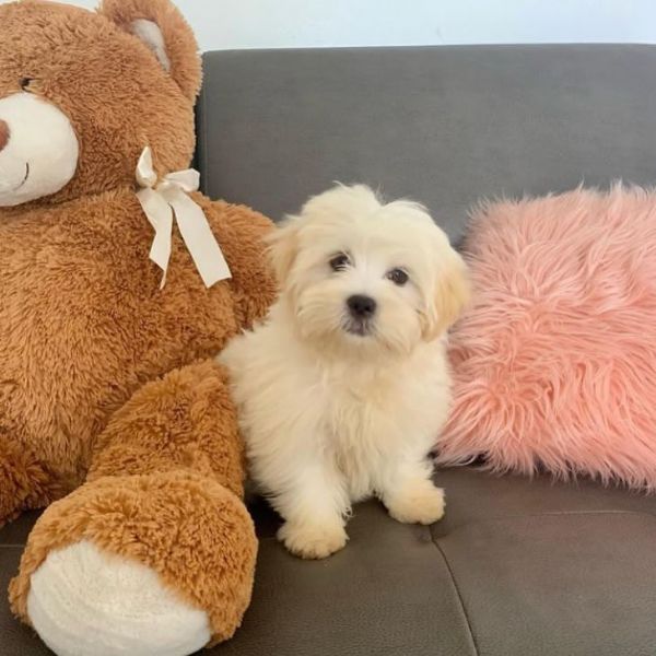 incredibile e adorabile cucciolo maltese  | Foto 0