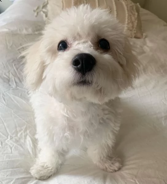 regalo cuccioli di bichon frise