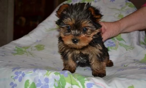 cuccioli di yorkshire mini toy visibili e disponibili di 70 giorni 