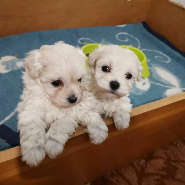 bellissimi maltesini toy di mesi 2 e mezzo giocarelloni di alta geneologia con pedigree 