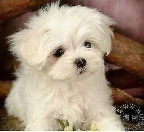 maltese mini mini toy bellissimo tranquillissimo e eccellentissimo di 2 mesi e mezz