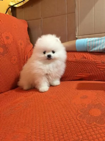 volpino di pomerania - spitz tedesco nano