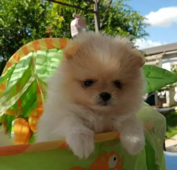 favolosi nati da 3 mesi cuccioli di pomerania toy