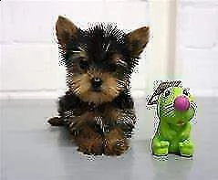 cucciolo di york shire mini toy buonissimo eccellentissimo