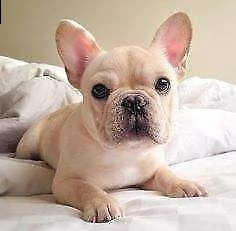 cucciolo di bull dog francese eccellentissimi tranquillissimi e vivacissimi
