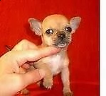 cucciolo di pincher chiwawa mini toy buonissimo dolcissimo