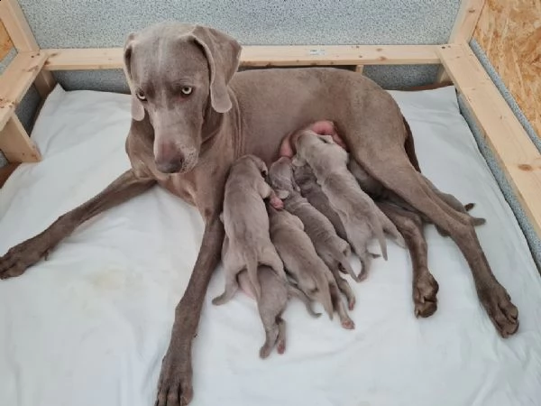 disponibili splendidi cuccioli di weimaraner. 