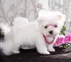 cucciolo di maltese dolcissimo perfettissimo e tranquillissimo di 70 giorni