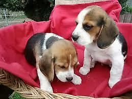 ora disponibile cuccioli di beagle , di 3 mesi,