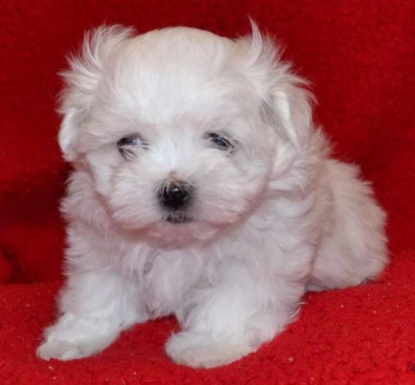 cucciolo di maltese mini toy generosissimi intrigantissimi