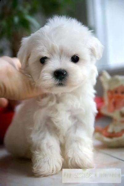 abbiamo a disposizione cuccioli festosi e belli di maltese toy 