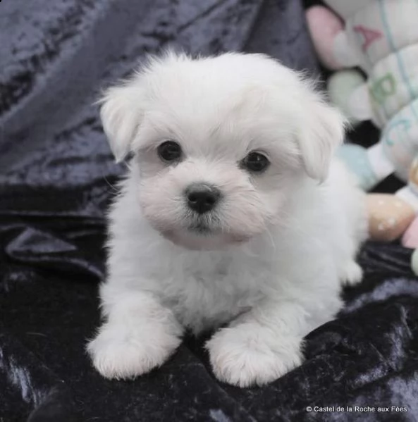 bellissimo cucciolo di maltese mini mini toy 