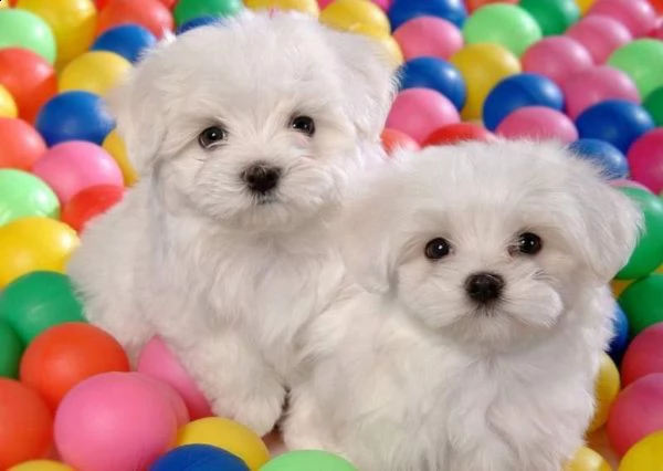 cucciolo di maltesino perfettissimo inteligentissimo