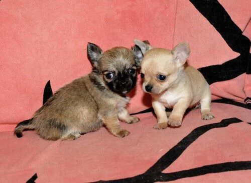 cuccioli di chihuhahua mini toy 