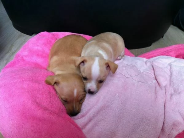 originali e perfettissimi cuccioli di chihuahua toys