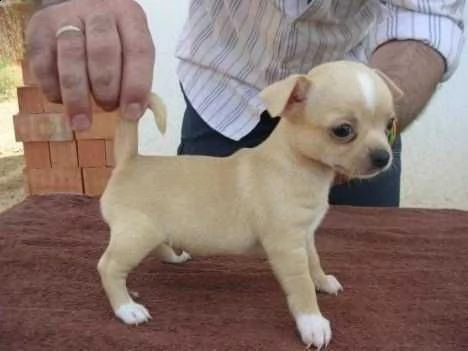 bellissimi cuccioli di chihuahua toys