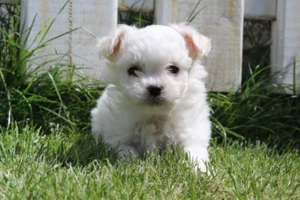 cedo cucciolo di maltese mini toy purissimi eccellentissimi 