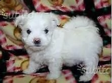 cediamo cucciolo di barboncino maltese mini toy p