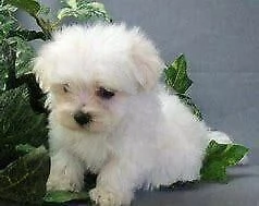 cucciolo di maltese mini toy intrigantissimo affetuosissimo e dolcissimo di 70 giorni