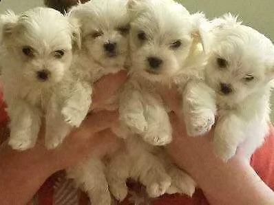 cucciolo di maltese mini mini toy dolcissimi inteligentissimi 