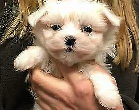 cedo cucciolo di maltese mini mini toy buonissimo