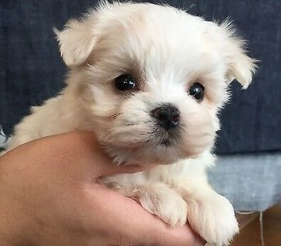 cucciolo di maltese perfettissimo buonissimo e generosissimo di 70 giorni