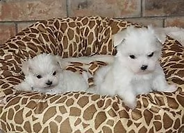 disponibili cuccioli di maltese mini toy boni e molto eleganti