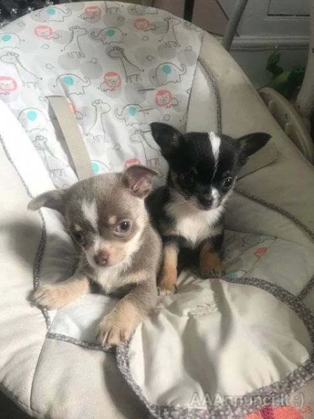 generosissimi cucciolotti di chihuahua, di tre mesi, 