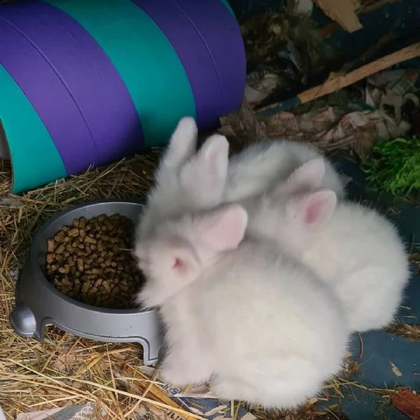 simpatici coniglietti della california | Foto 1