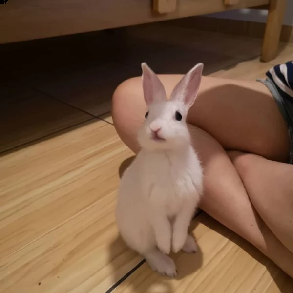 simpatici coniglietti della california