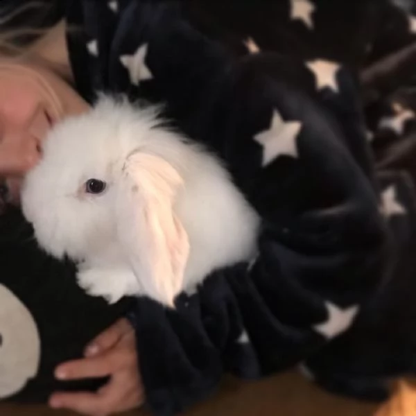 simpatici coniglietti della california | Foto 0