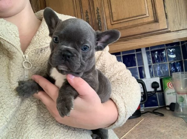 cuccioli di bulldog francese