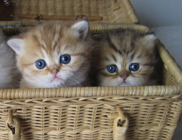 splendidi cuccioli di gatto persiano