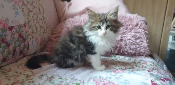 norvegese delle foreste