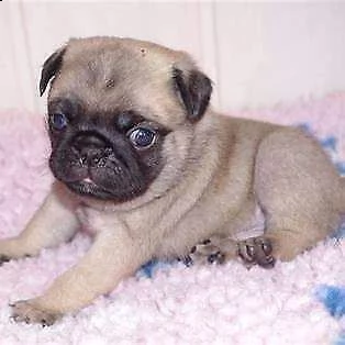 cedo cucciolo di carlino intrigantissimo originalissimo 