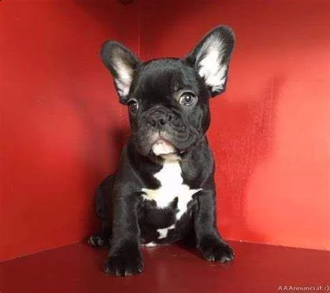 cediamo cucciolo di bull dog francese purissimo dolcissimo e bravissimo 