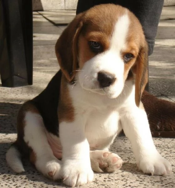 disponibile cucciolo di bigol intrigantissimo velocissimo e tranquillissimo