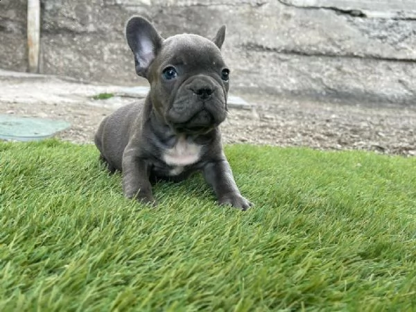 bulldog francese blu