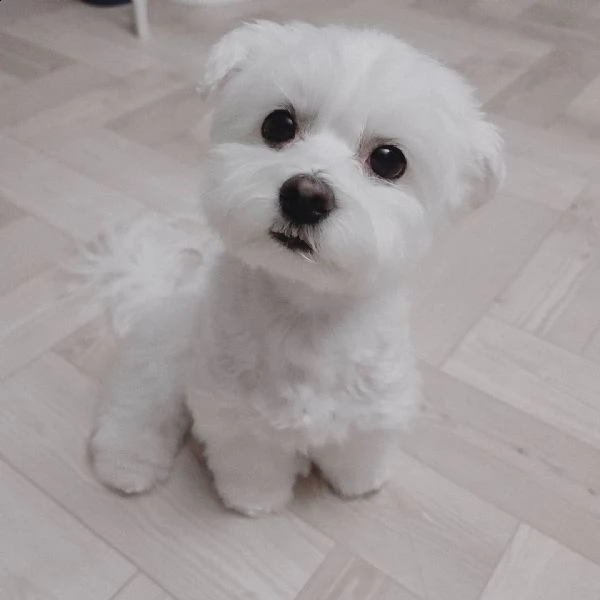 regalo cuccioli  di maltesi