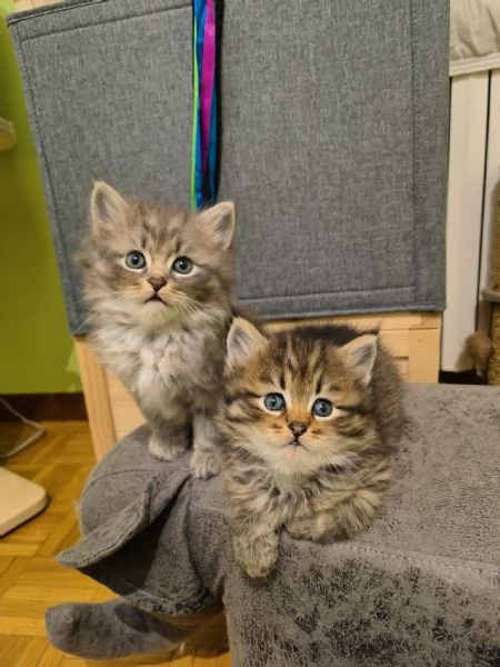 Cuccioli di Siberiano Ipoallergenico | Foto 3